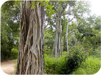 בית קרישנמורטי, מדרס