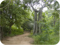 בית קרישנמורטי, מדרס