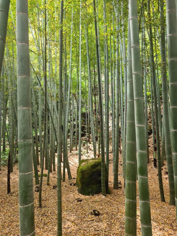 Japan – Kamakura 2024