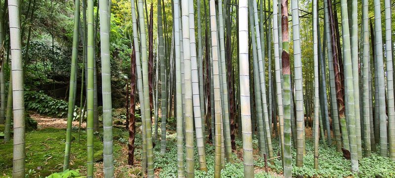 Japan – Kamakura 2024