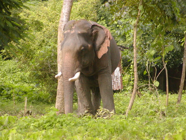 חיות וצמחים